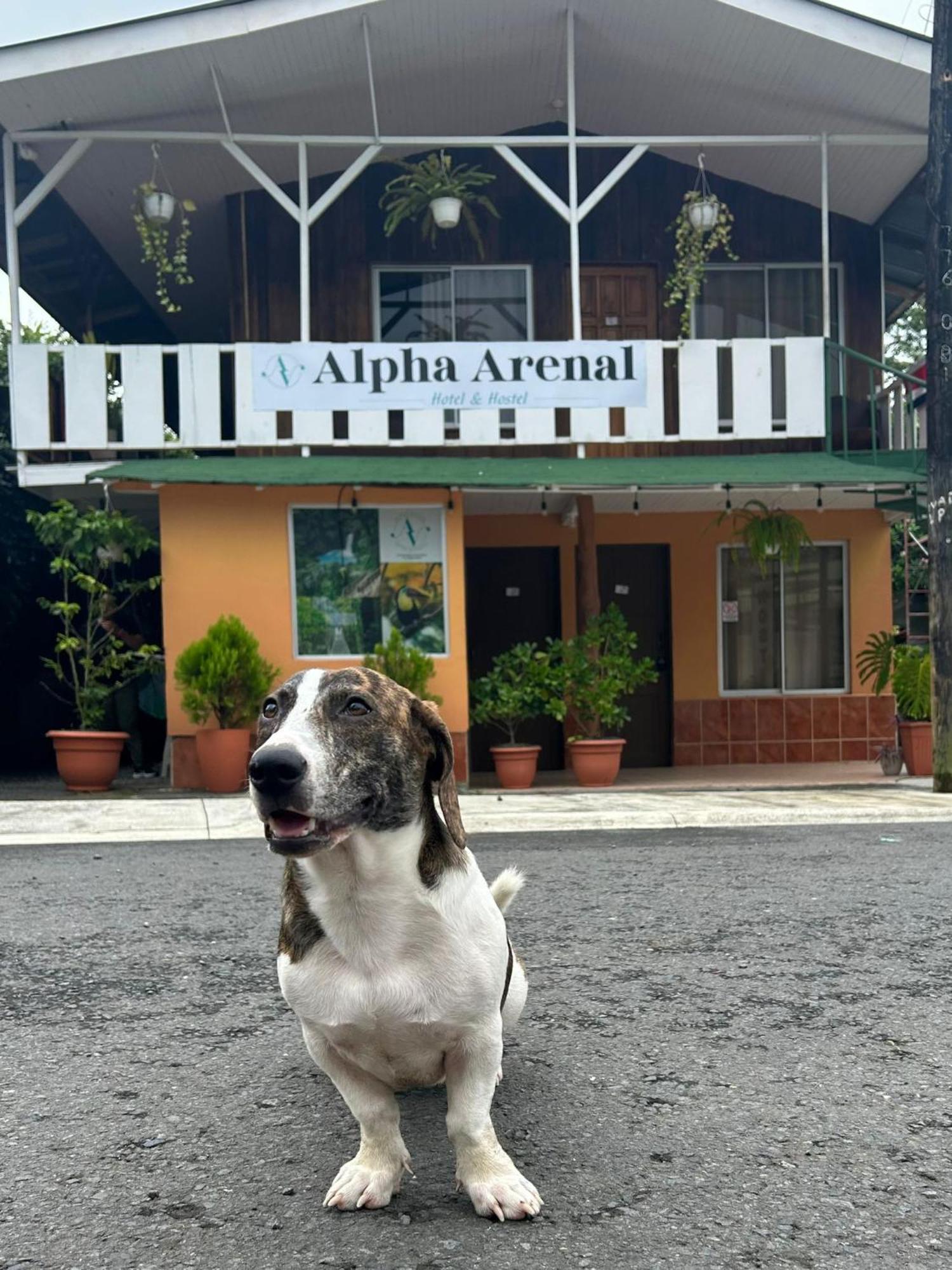 Alpha Arenal Hostel La Fortuna Kültér fotó